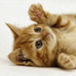 Meet your Posher, Gail